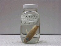 藏品(黑點小花鱸)的圖片